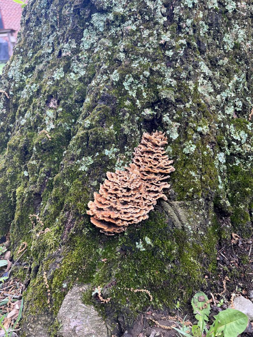Fungal growths are indicators of interior decay of trees. Fungal growths are indicators of interior decay of trees.
